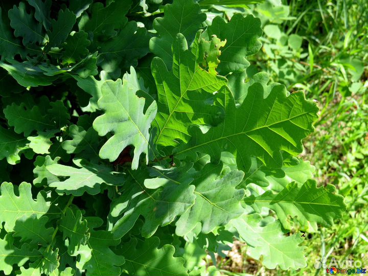 Саженцы декоративных деревьев