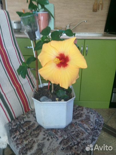 Гибискусы разные