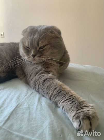 Вязка с титулованным шотландским котом