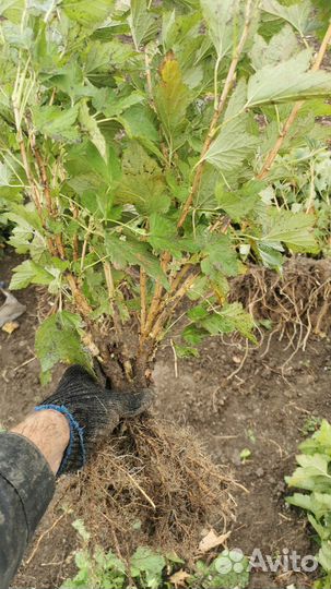 Саженцы Чёрная смородина