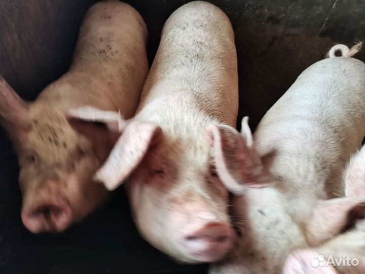 Мясо свинина живым весом