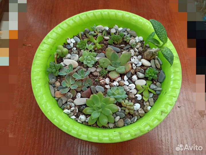 Суккуленты