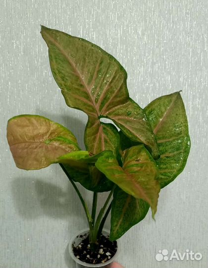 Сингониум Pink Flecked