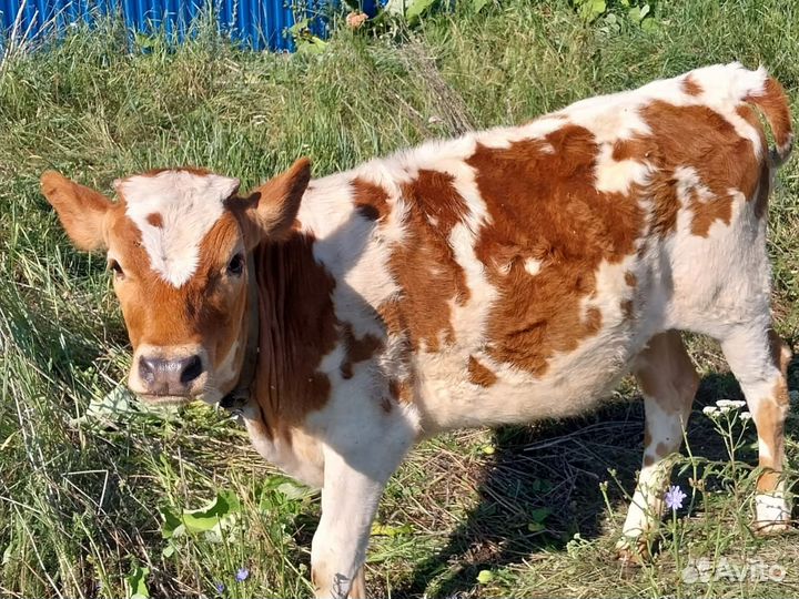 Продается телочка