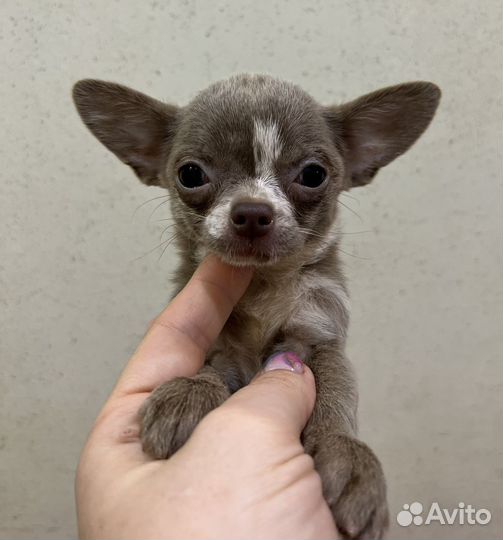 Лиливая мини красотка. Девочка гладкошерстная