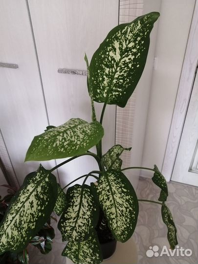 Диффинбахия