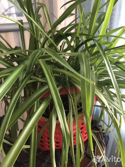 Хлорофитум