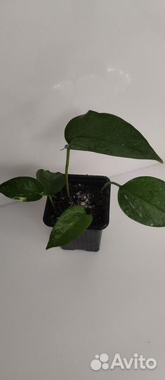 Сциндапсус золотистый