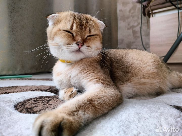 Котята-метисы