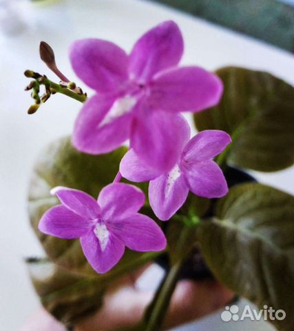 Семена псевдоэрантемума Алатум и других экзотов