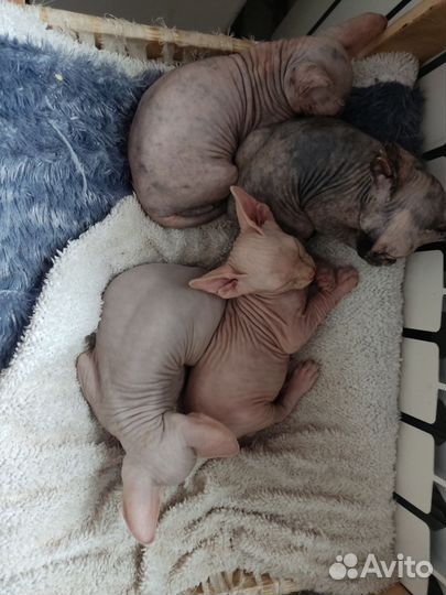 Канадский сфинкс