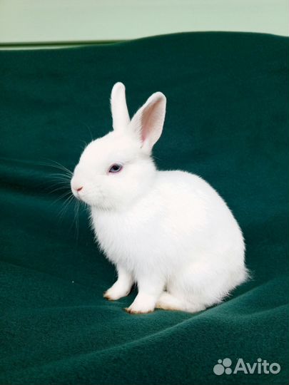 Кролик карликовый настоящий девочка 5 мес