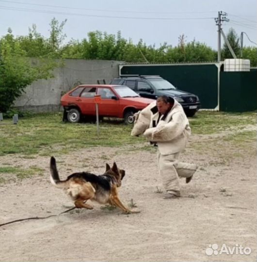 Зоогостиница, дрессировка собак с передержкой