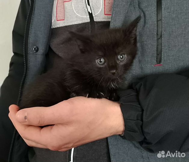 Кошка в дар бесплатно