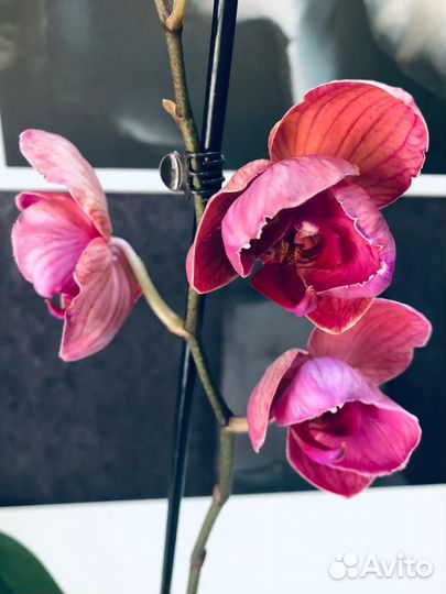 Орхидея фаленопсис Азиан Коралл пелор мутант