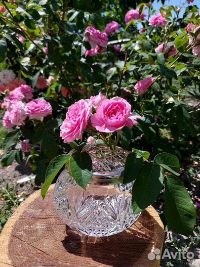 Роузболы английские