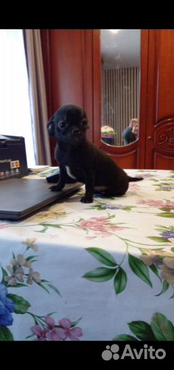 Чихуахуа девочка