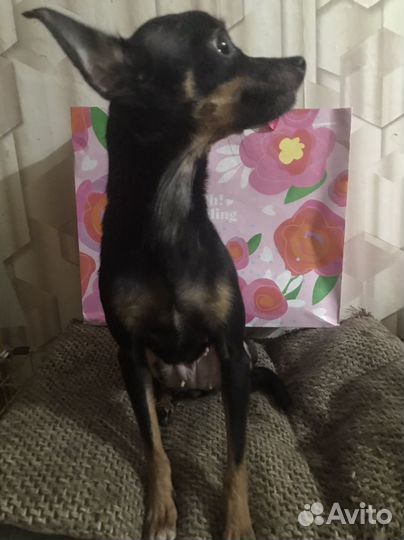 Той-терьер мини