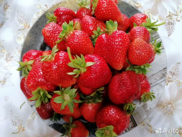 Рассада клубники азия