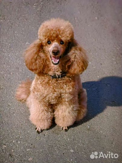 Карликовый пудель