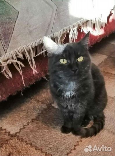 Лейла, стерилизована