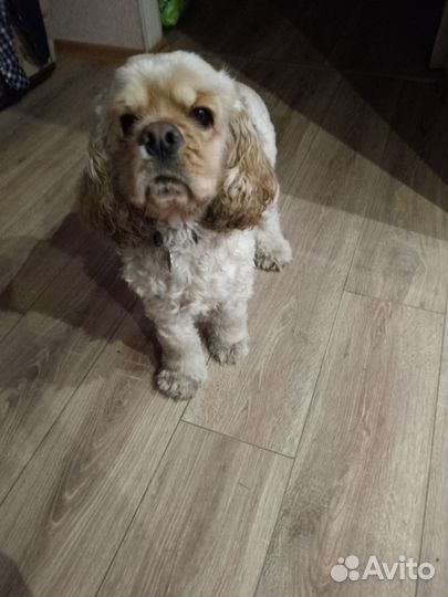 Кокер спаниель