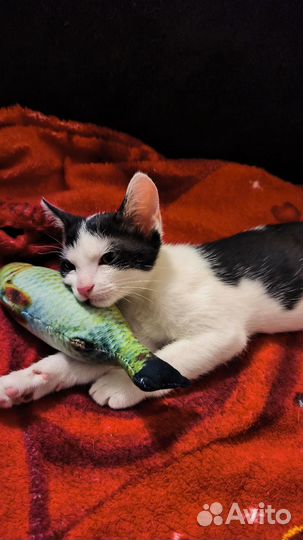 Передержка животных