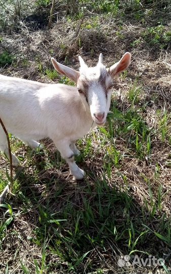 Камерунские козлята. камерунонигерийский козел