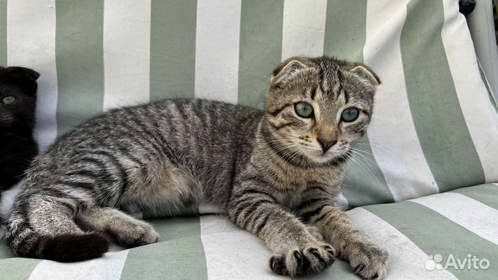 Вислоухий котенок