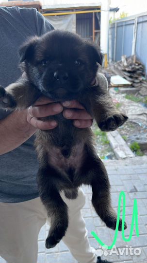 Щенки дворовые