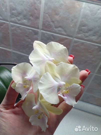 Орхидея фаленопсис