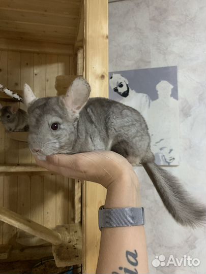 Шиншилла