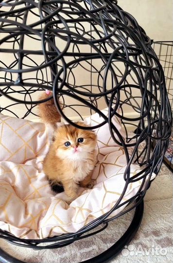 Кошечка и котик