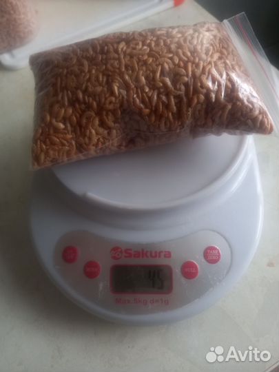 Гаммарус тушка