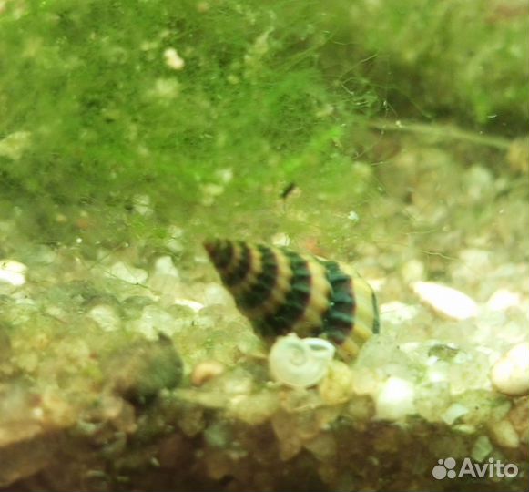 Аквариумные рыбки