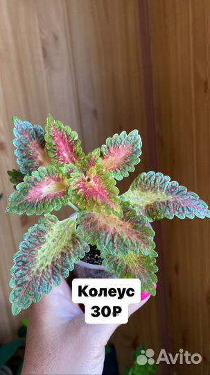 Колеус