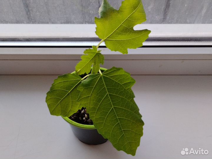 Инжир комнатный
