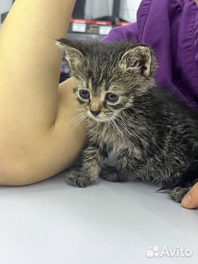 Бездомный котёнок