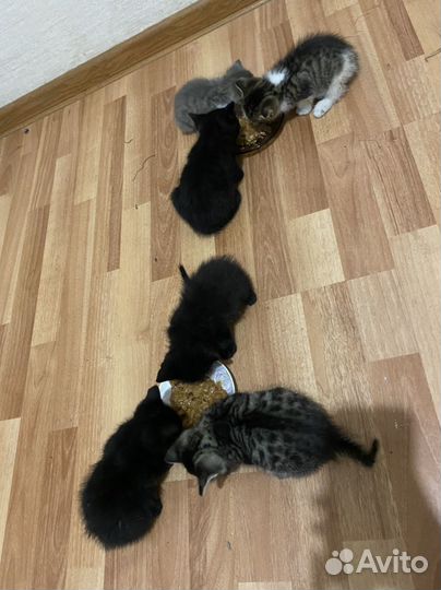 Отдам котят