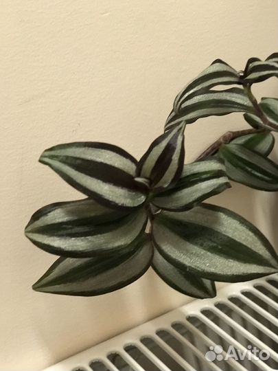 Традесканция зебрина