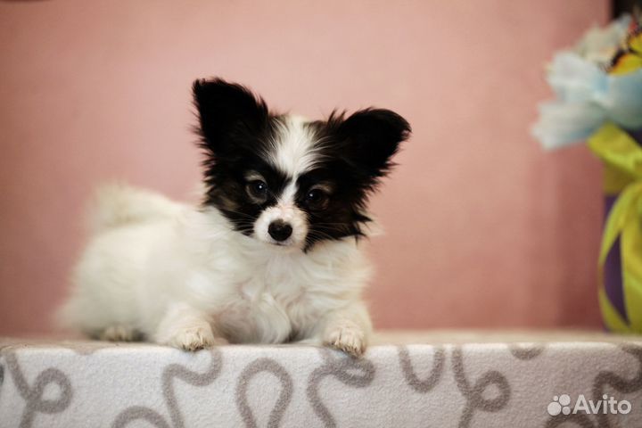 Щенок папийона