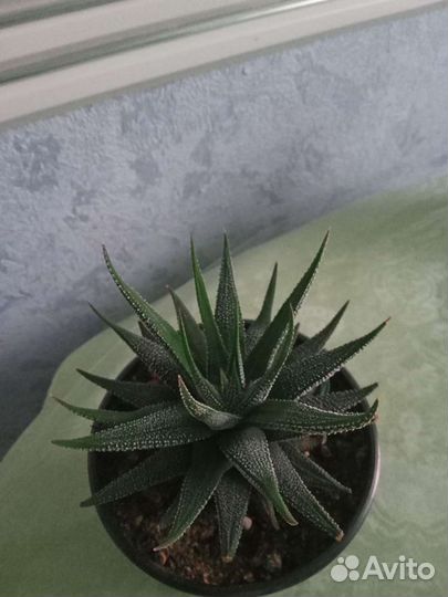 Хавортия жемчужная, саккулент