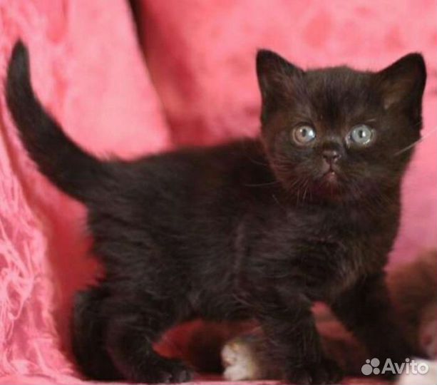 Шотландец прямоухий