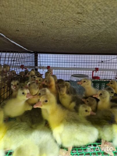 Цыплята бройлер,простые. гусята, утята.индюшата