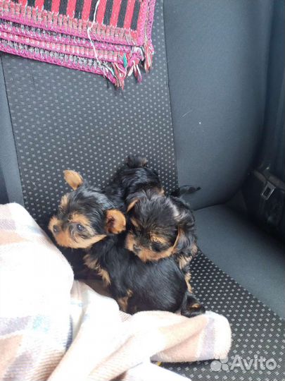 Йоркширский терьер щенки девочки mini