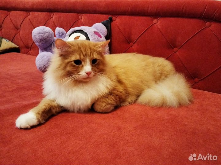 Сибирская кошечка