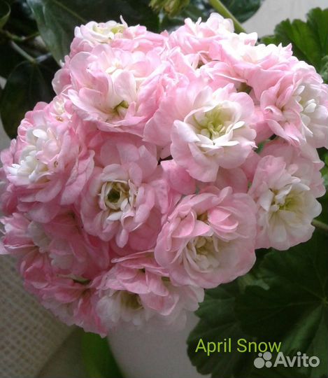 Пеларгонии сортовые