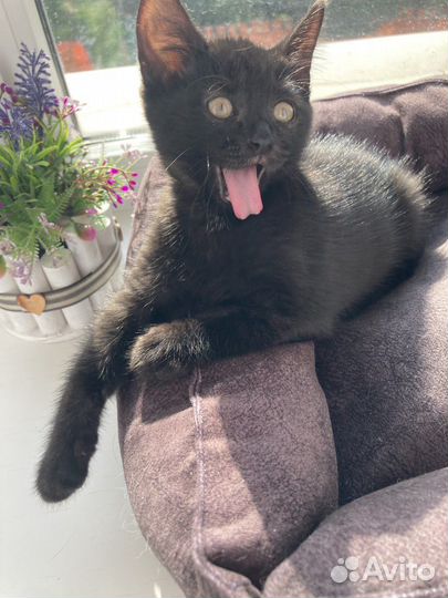 Милый котенок в добрые руки