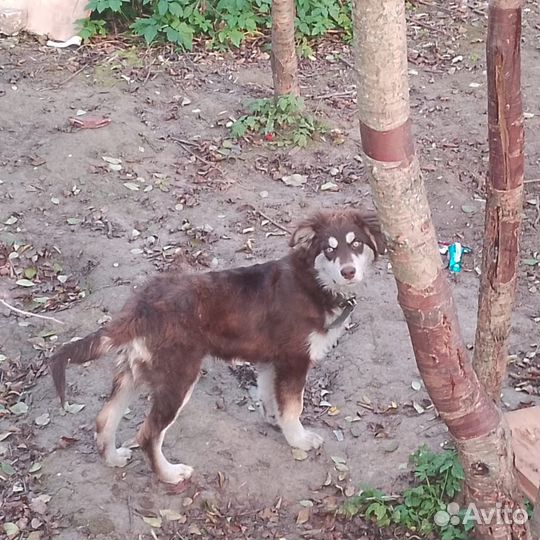 Отдам бесплатно щенки