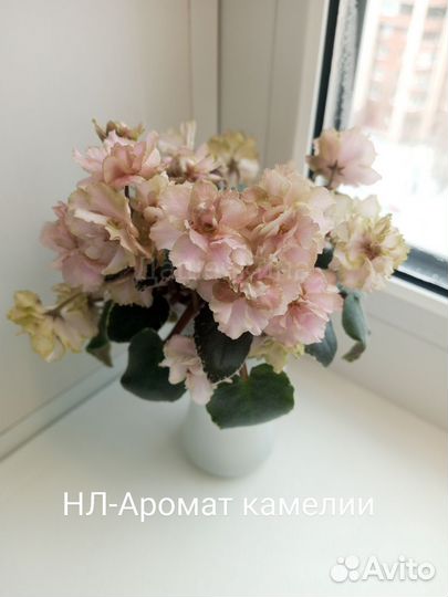 Сортовые фиалки мини черенки